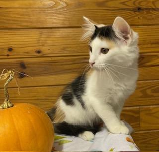 Enlarge Kristine - beautiful calico girl who loves to talke, a Adopted Calico in Cary, NC image 4/6