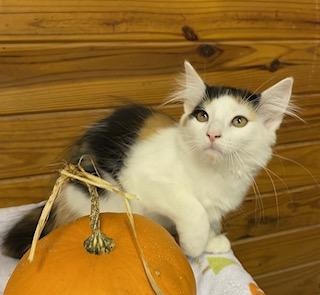 Enlarge Kristine - beautiful calico girl who loves to talke, a Adopted Calico in Cary, NC image 5/6