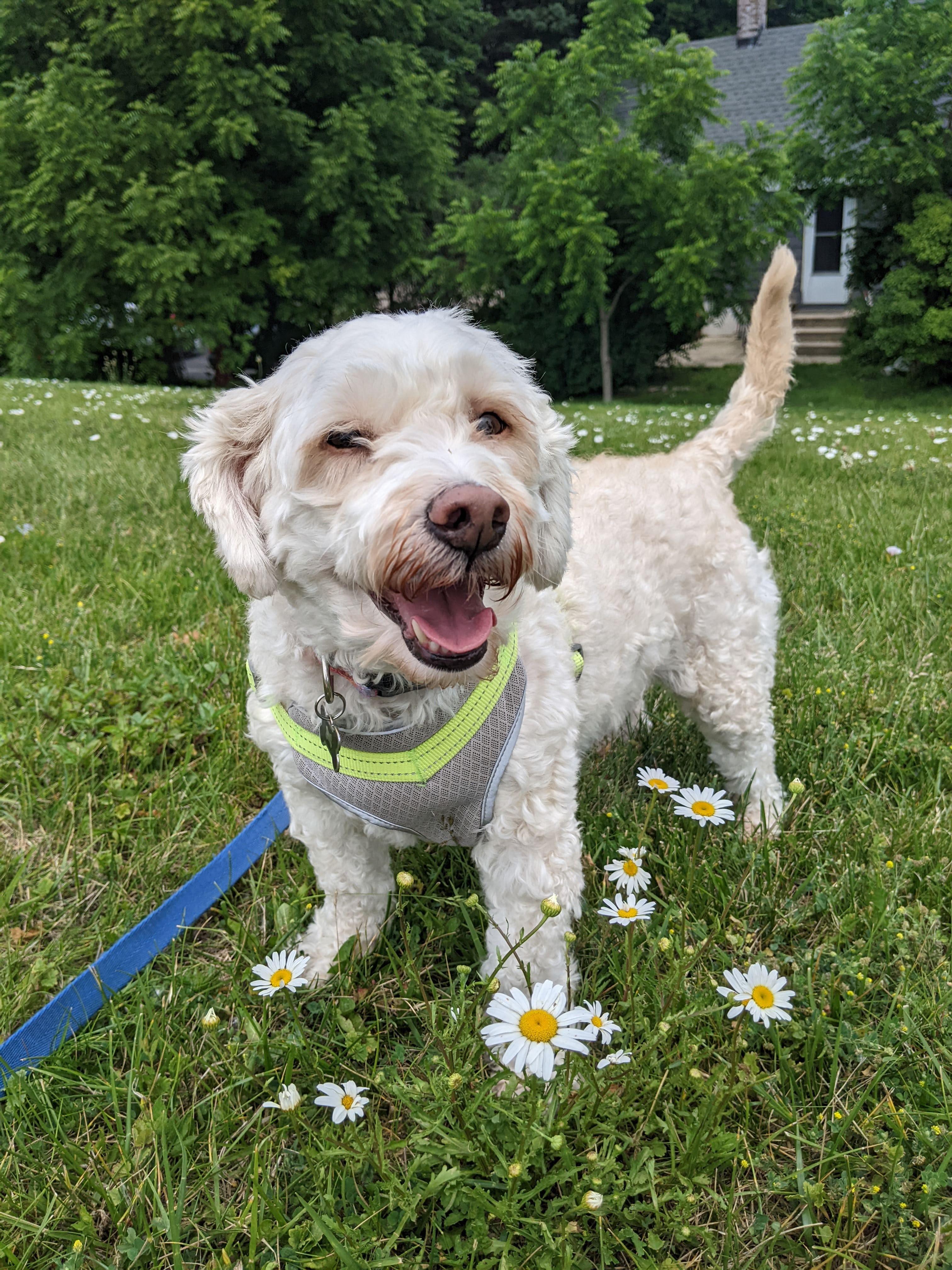 Enlarge CUTENESS OVERLOAD - HENRY HAS IT ALL!        , an adopted mixed breed in New Berlin, WI image 2/5
