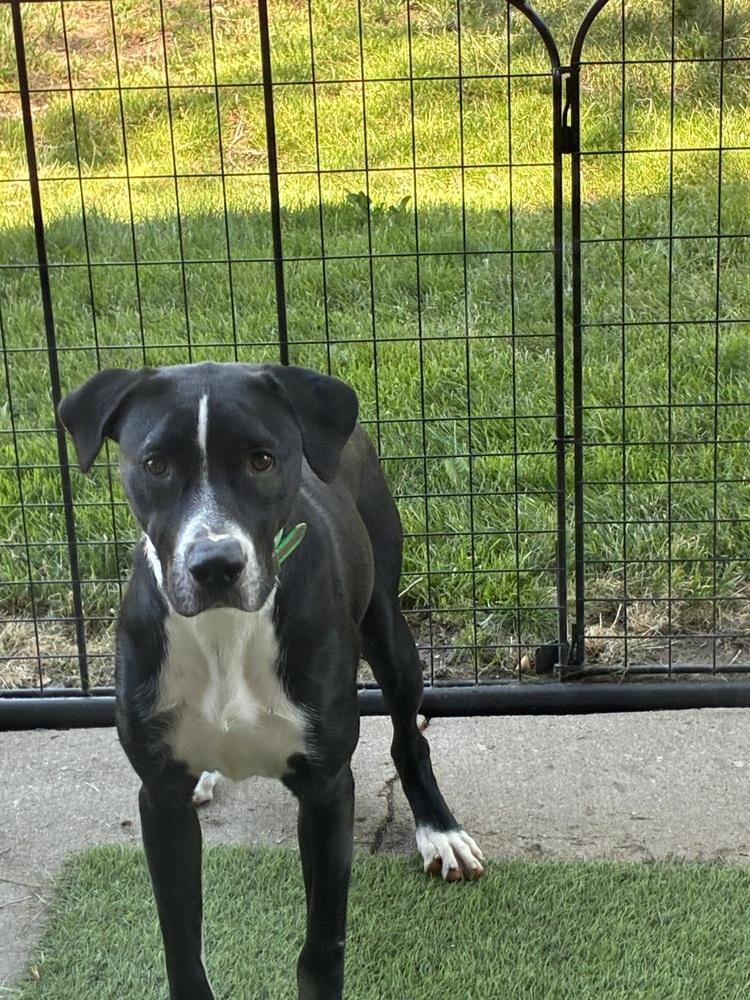 Enlarge Ruben, a Adoptable mixed breed in Colorado Springs, CO image 1/3