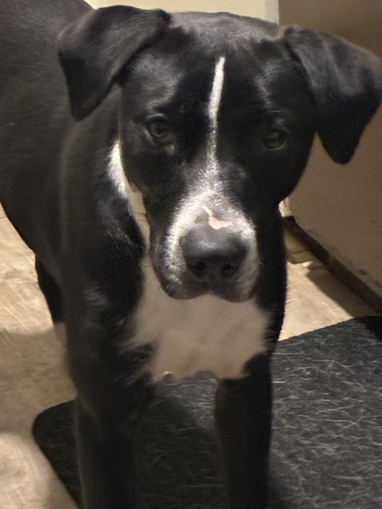 Enlarge Ruben, a Adoptable mixed breed in Colorado Springs, CO image 2/3