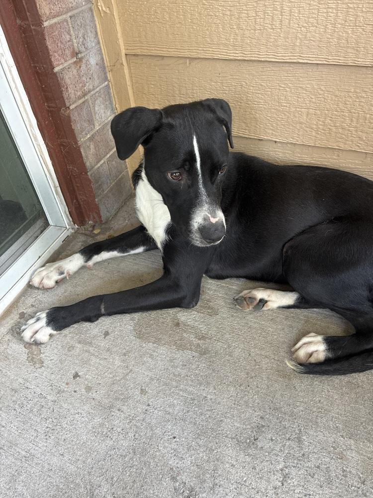 Enlarge Ruben, a Adoptable mixed breed in Colorado Springs, CO image 3/3
