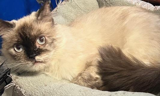 "fancy" Nancy thumbnail 2