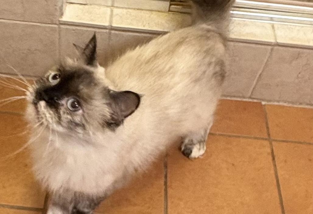 "fancy" Nancy thumbnail 3