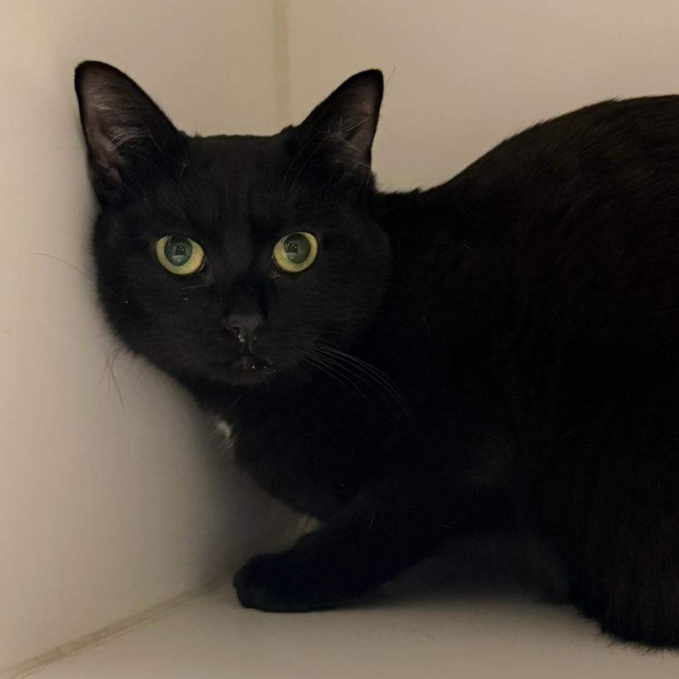 Strudel, Adoptable, Young Female Domestic Short Hair.