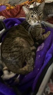 Enlarge Mouse Wantanabe, a Adoptable Tabby in Mesquite, TX image 2/2