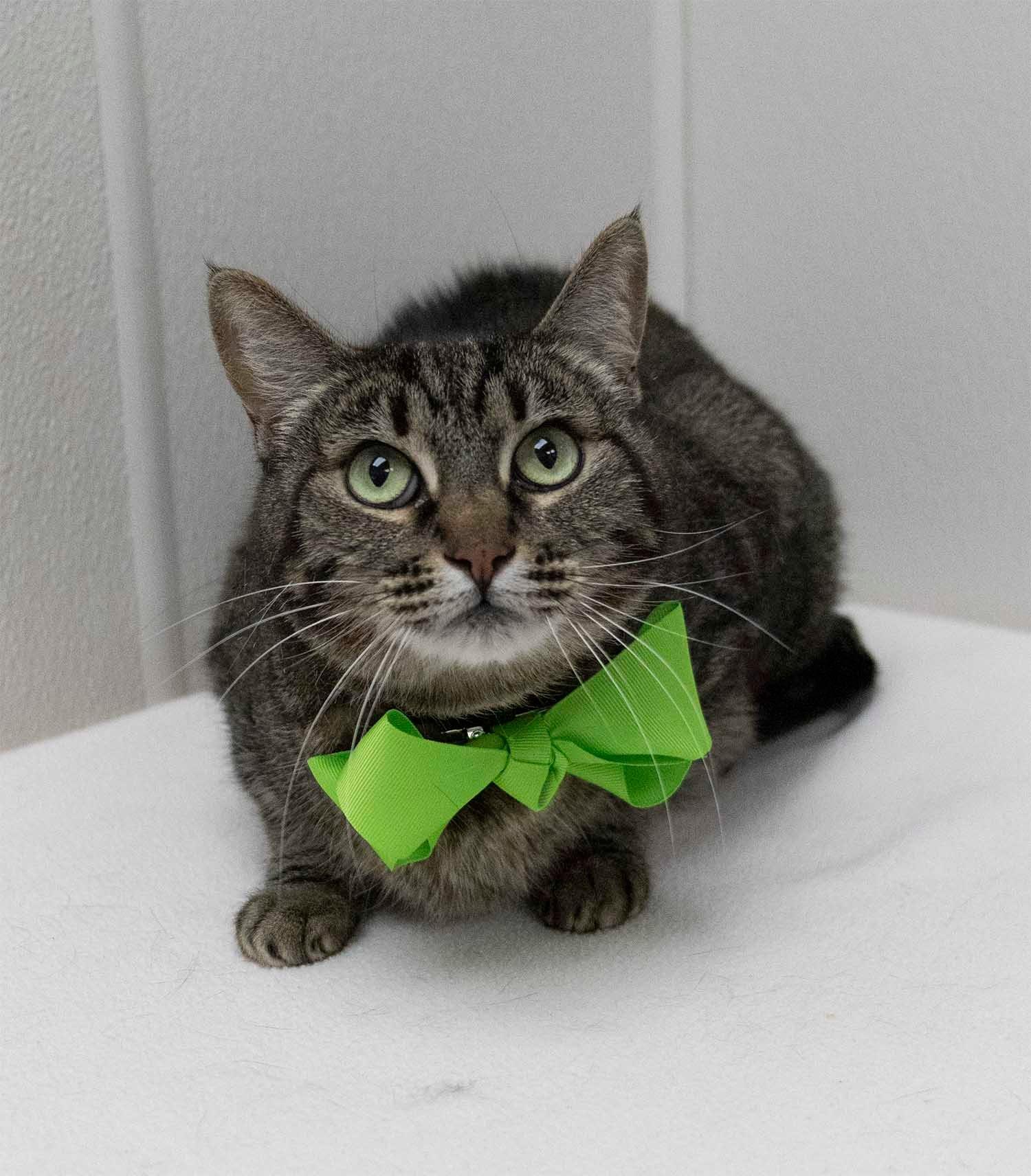 Enlarge Mouse Wantanabe, a Adoptable Tabby in Mesquite, TX image 1/2