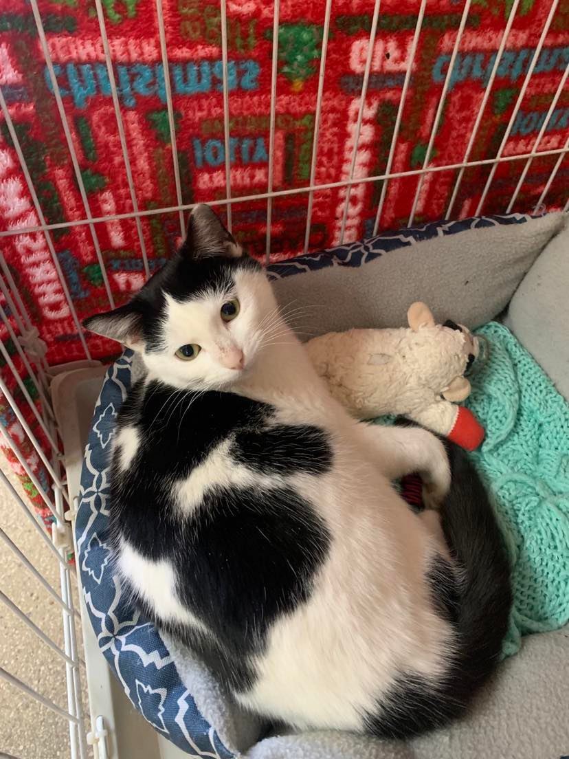Star, Adult Female Domestic Short Hair