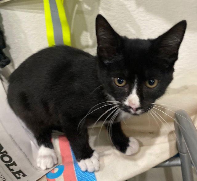 Mittens, Adoptable, Young Male American Shorthair.