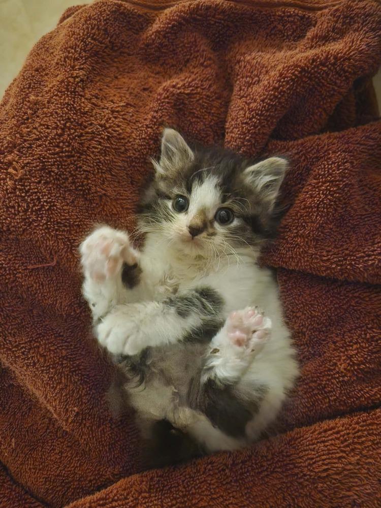 Chip S., Adoptable, Kitten Male Domestic Long Hair.