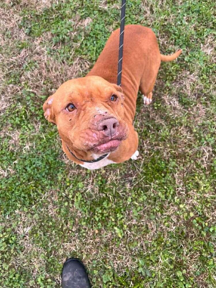 Saber — thumbnail 2