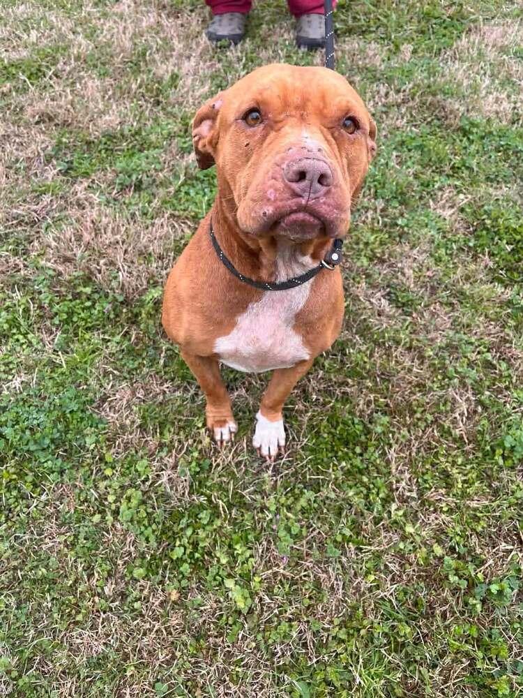 Saber — thumbnail 3