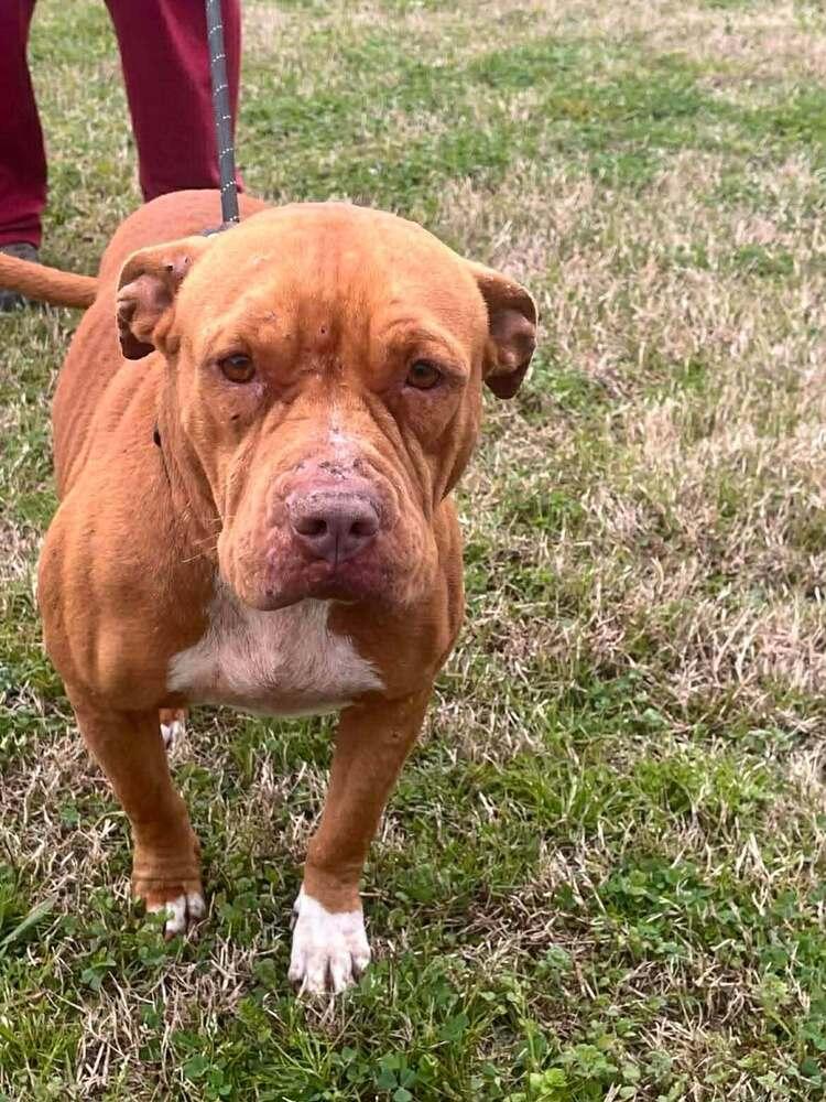 Saber — thumbnail 4