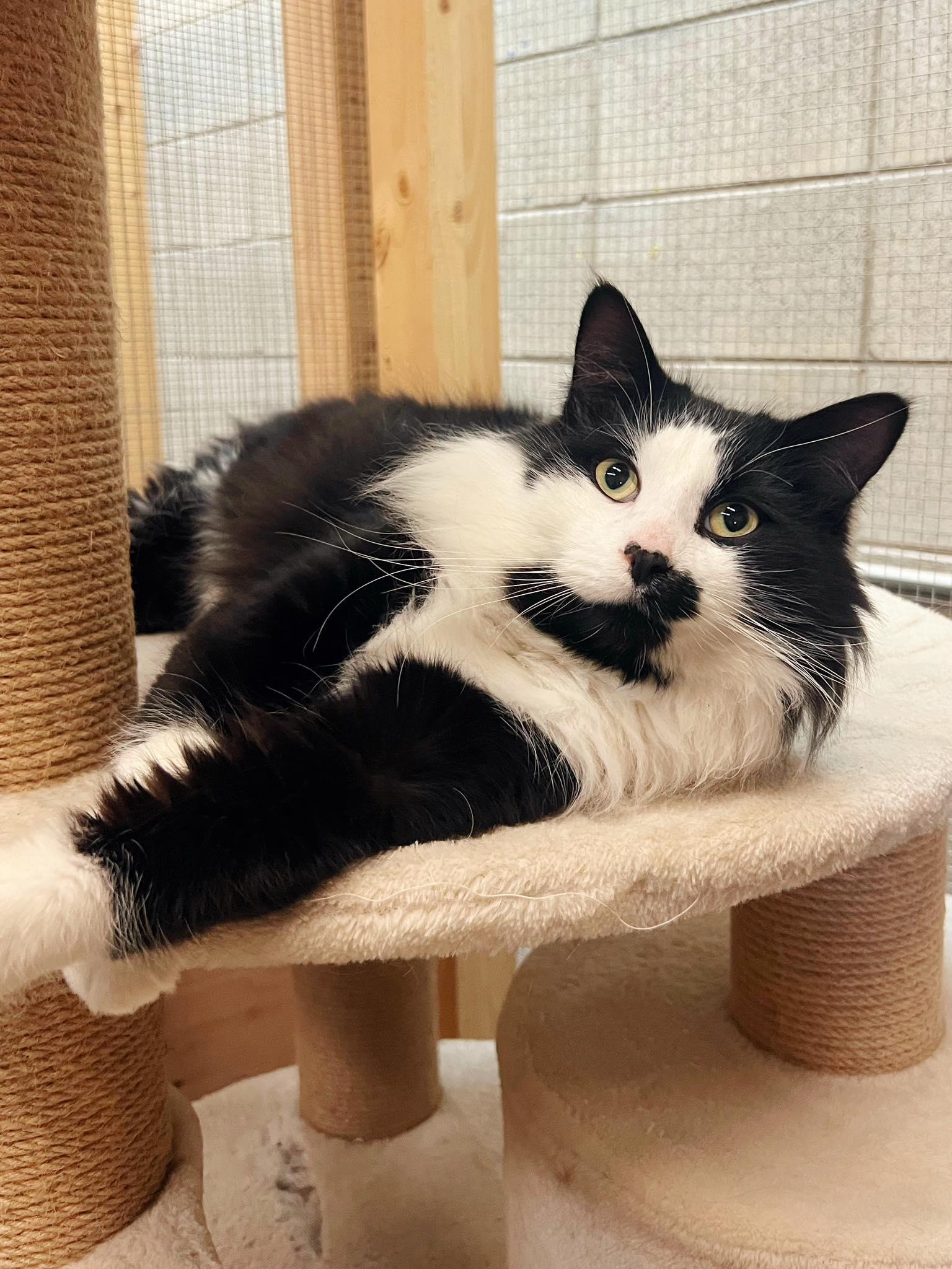 Enlarge Dasher, an adopted Domestic Long Hair in Peace River, AB image 1/1