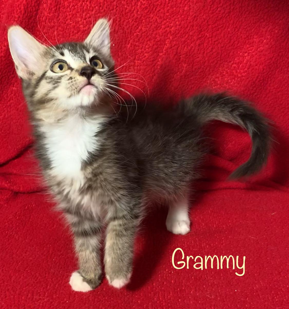 Grammy, a Adopted Domestic Medium Hair in Dixon, CA image 1/2