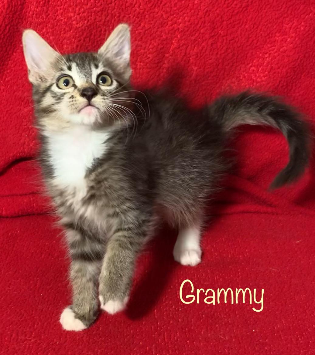 Grammy, a Adopted Domestic Medium Hair in Dixon, CA image 2/2