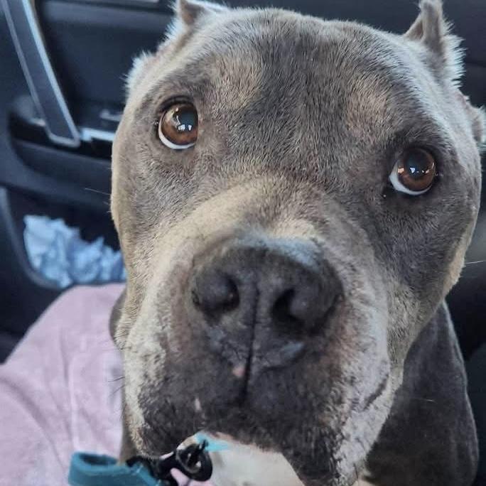 Enlarge Griffin, a Adoptable mixed breed in Thomaston , ME image 3/4