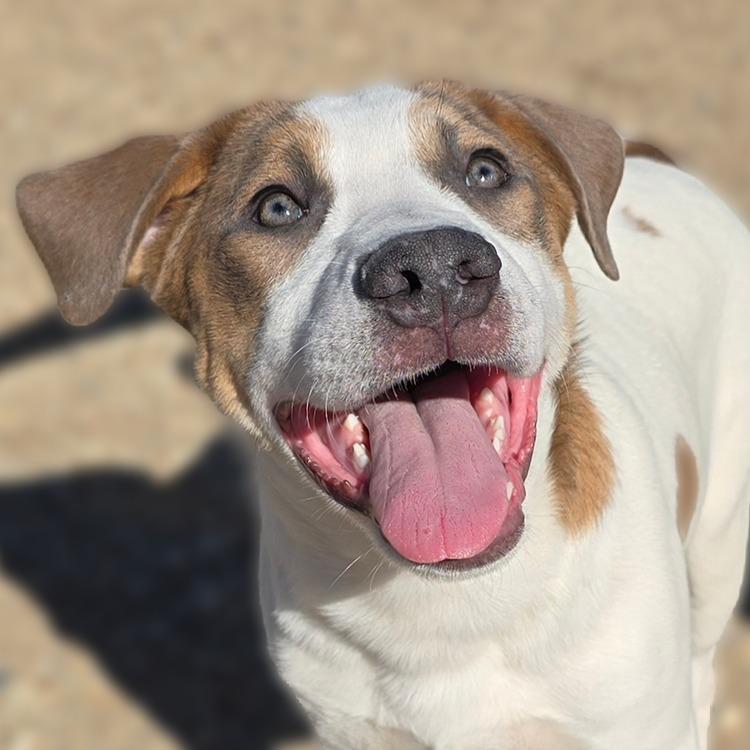 Homer, Adoptable, Puppy Male Mixed Breed.