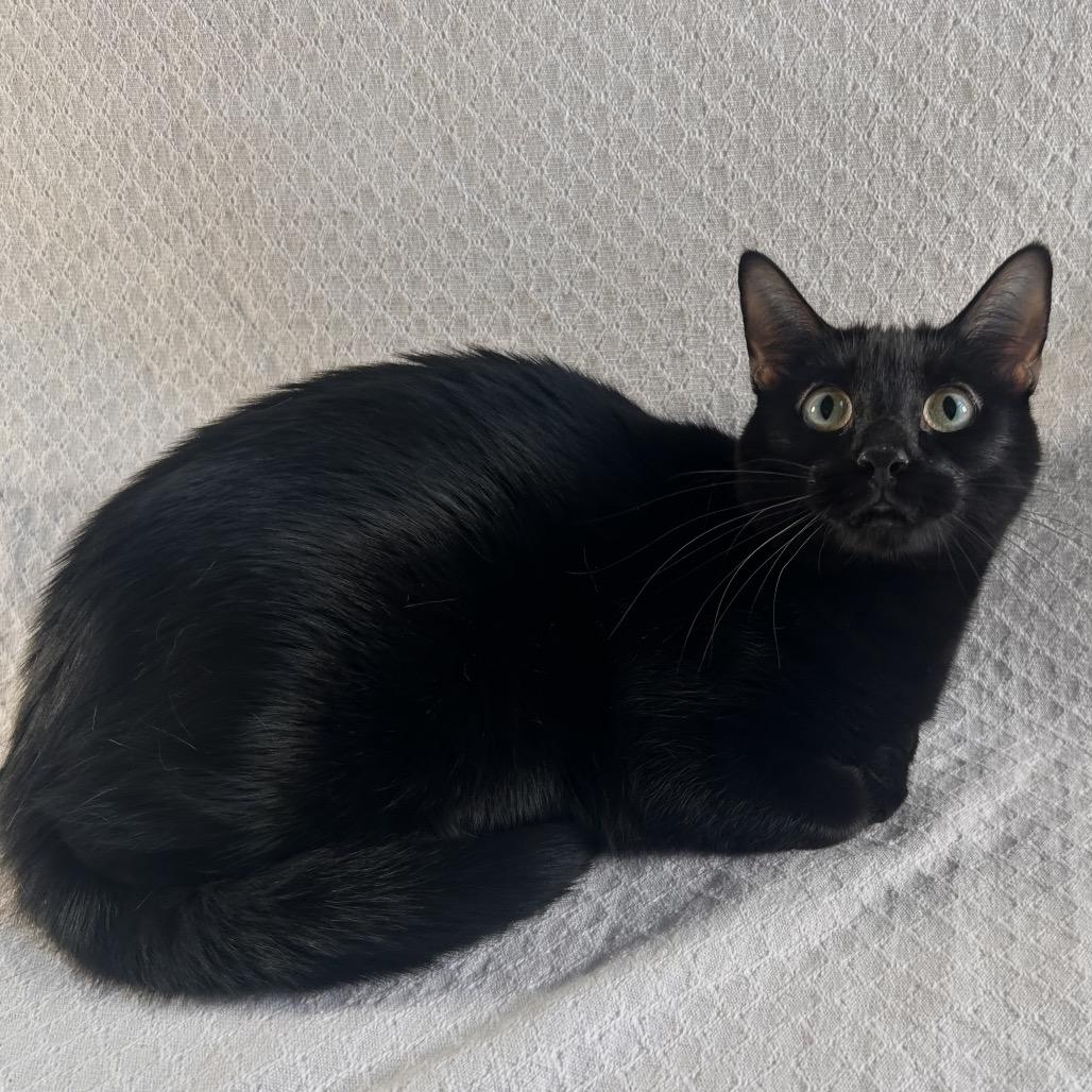 Enlarge Coven, a Adoptable Domestic Short Hair in Johnson City, TN image 3/5