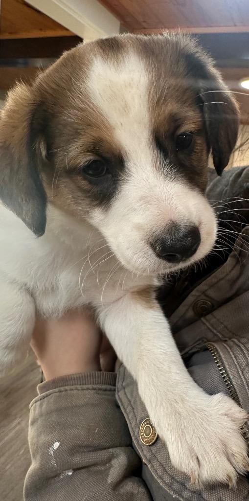 Enlarge Puppy - Wrigley, a Adoptable mixed breed in Emmett, ID image 1/1