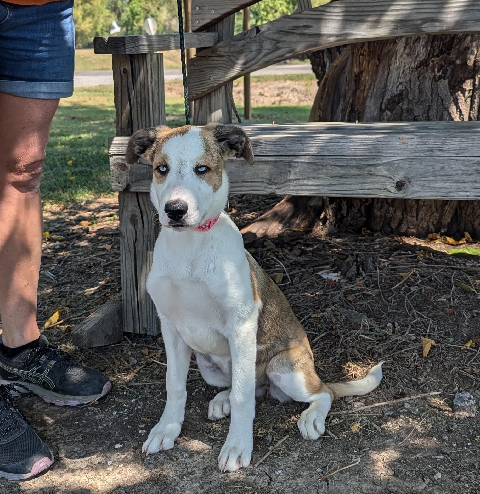 Enlarge Summer, an adoptable mixed breed in Parsons, KS image 1/1