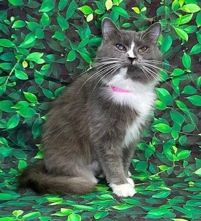 260275 R.J., a Adopted Domestic Medium Hair in Wetumpka, AL image 1/2