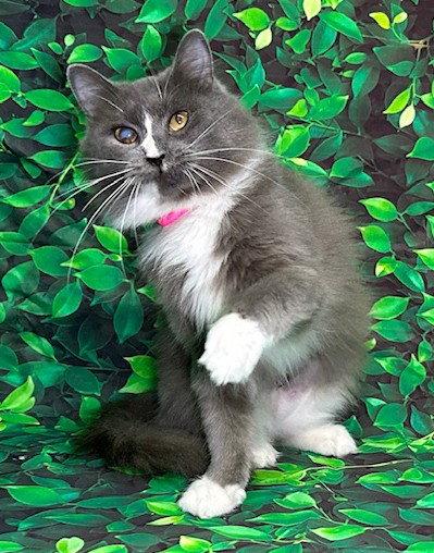 260275 R.J., a Adopted Domestic Medium Hair in Wetumpka, AL image 2/2