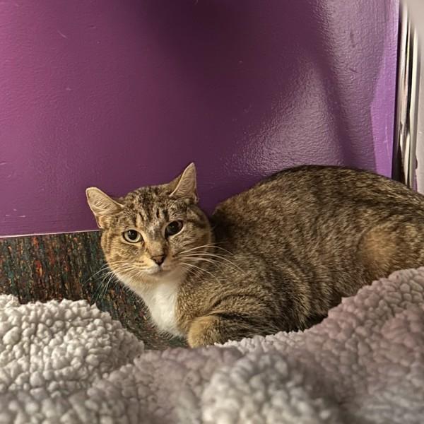 Cora, Adoptable, Young Female Domestic Short Hair.