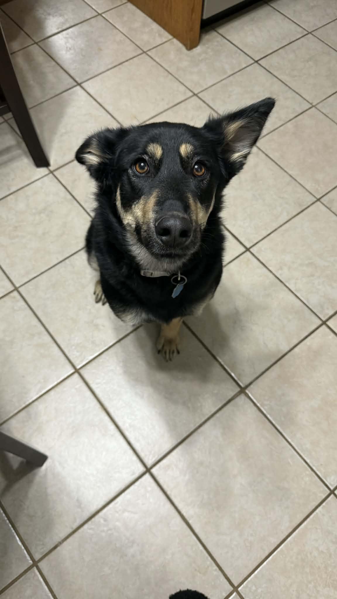 Enlarge Rya, an adoptable mixed breed in Campbellsville, KY image 2/4