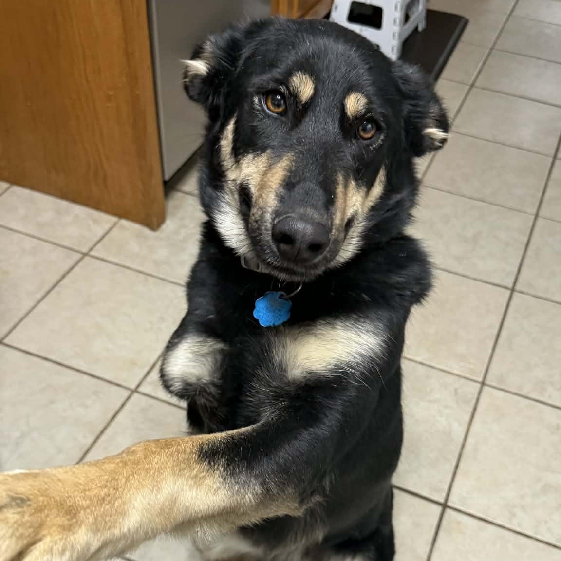 Rya, adoptable, Young Female German Shepherd Dog.