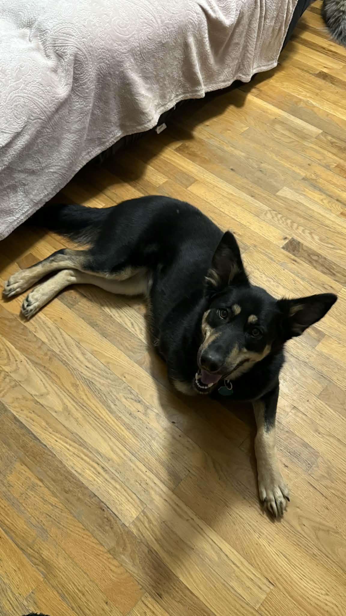 Enlarge Rya, an adoptable mixed breed in Campbellsville, KY image 3/4