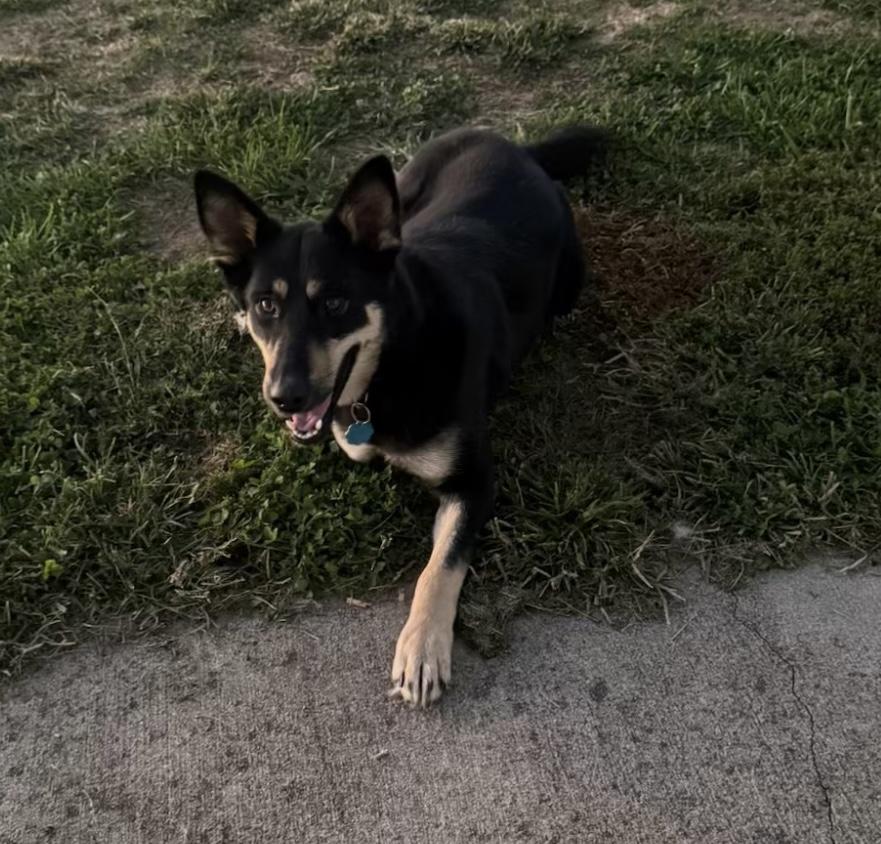 Rya, Adoptable, Young Female German Shepherd Dog.