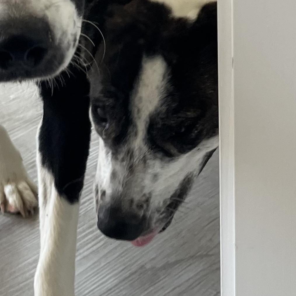 Lilly Pad, Adoptable, Adult Female Pit Bull Terrier & Mixed Breed.