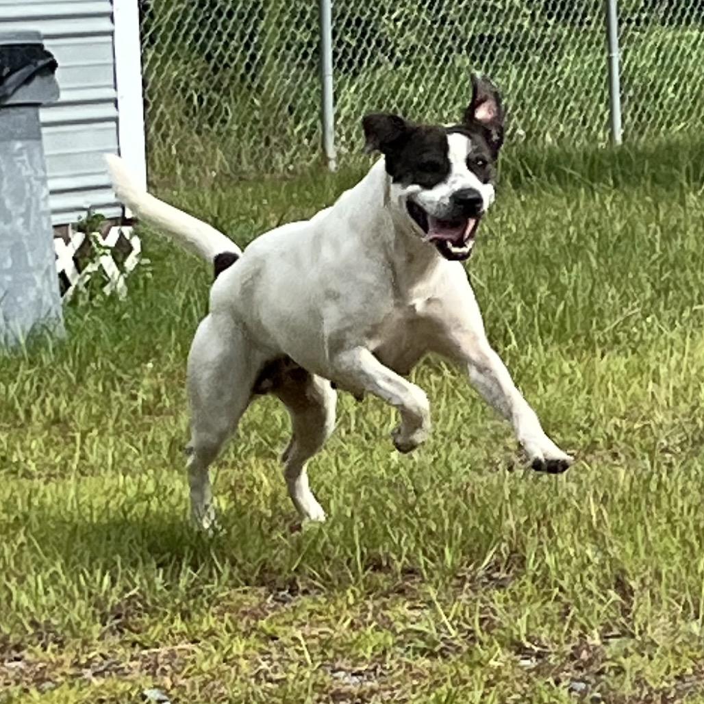 Lilly Pad, a Adoptable mixed breed in Richmond Hill, GA image 2/2