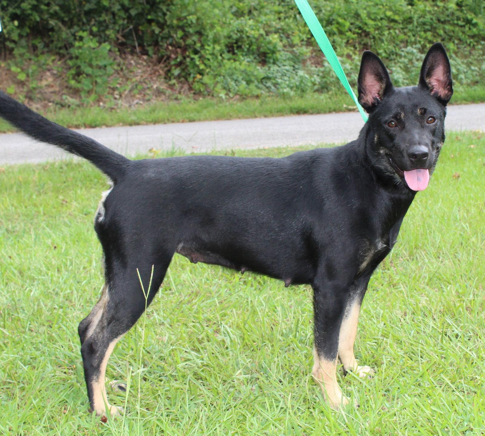 Barbie 42122, Adoptable, Young Female Shepherd.