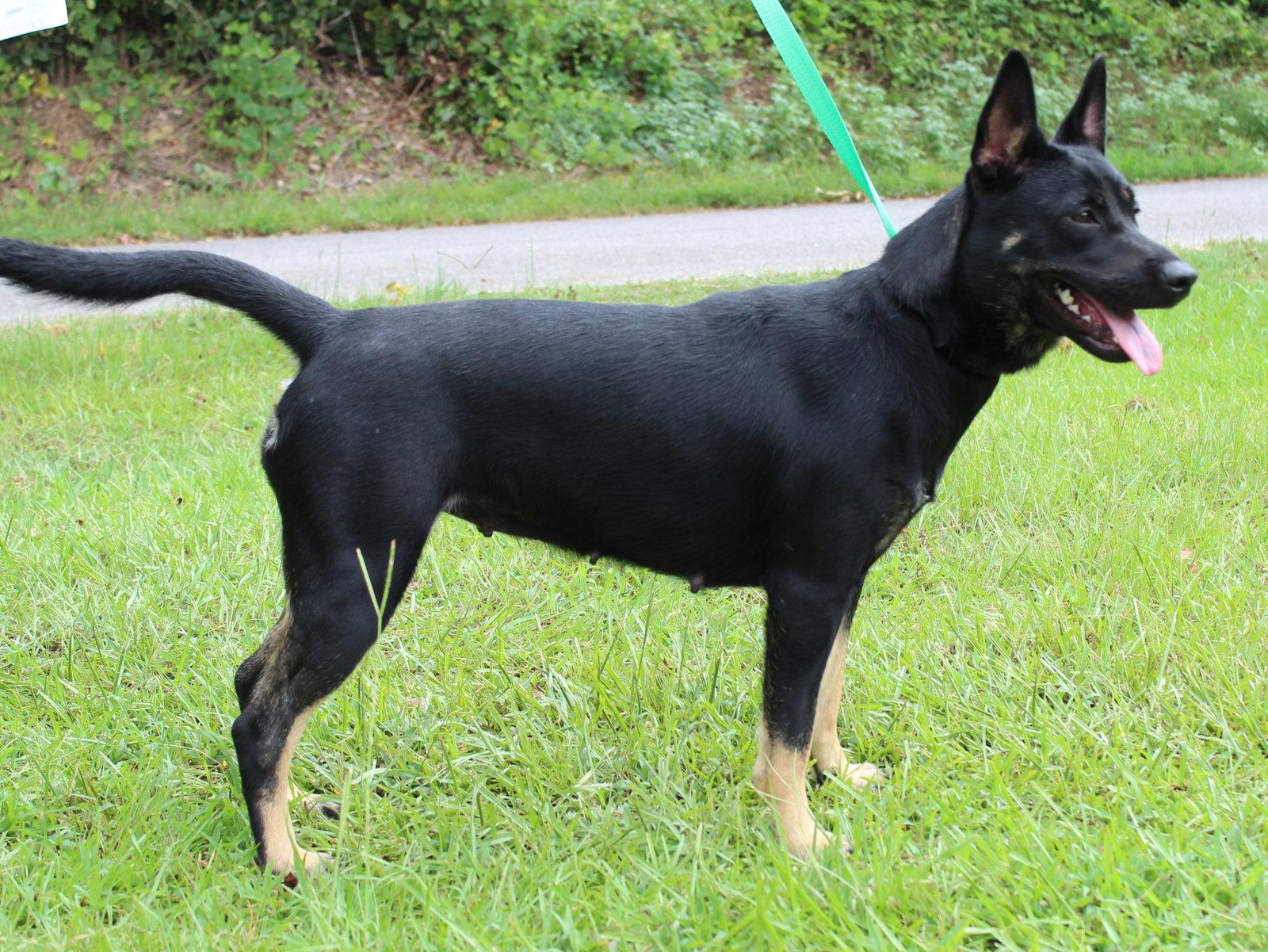 Barbie 42122, a Adoptable Shepherd in Prattville, AL image 2/3