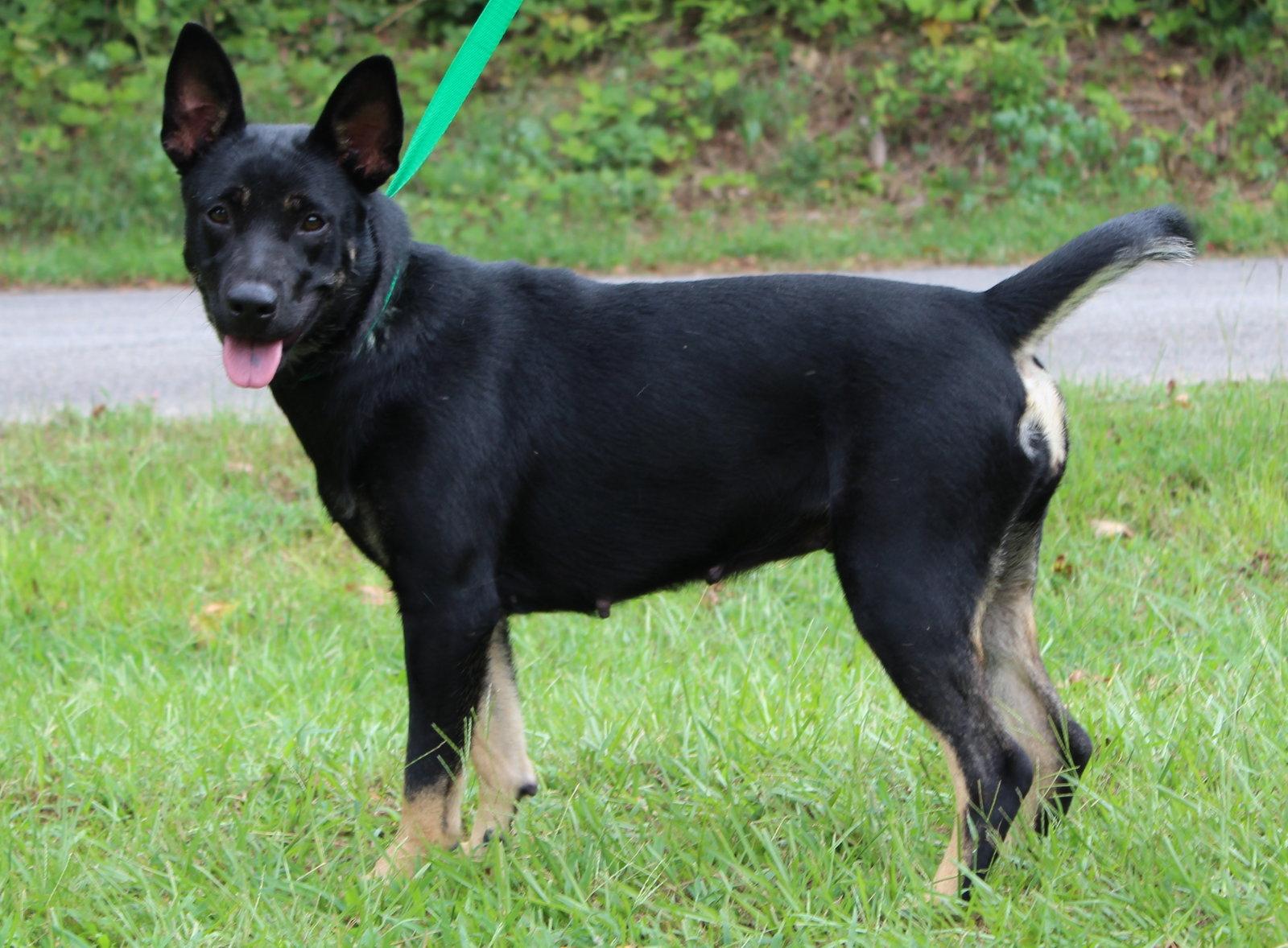 Barbie 42122, a Adoptable Shepherd in Prattville, AL image 3/3