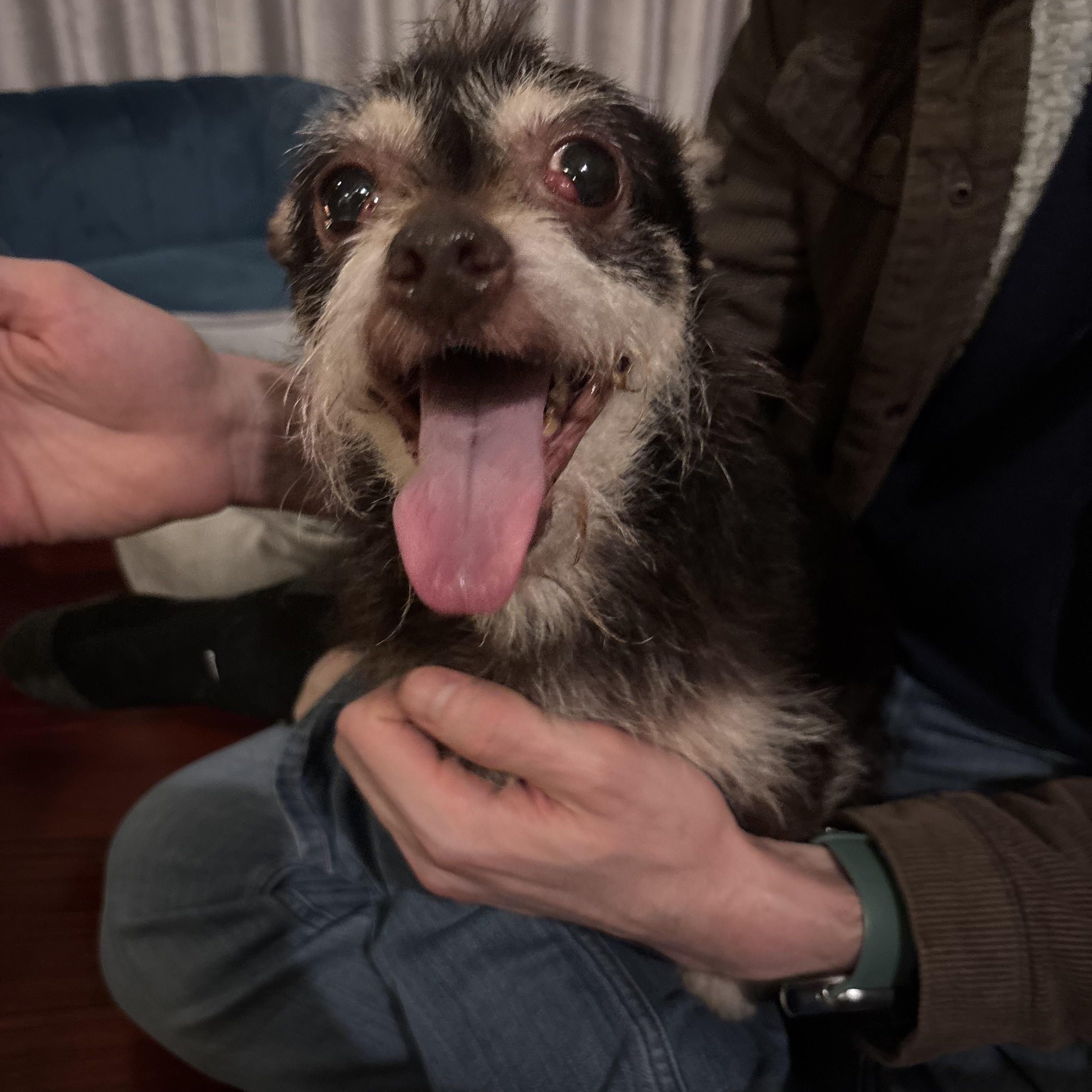 Fierro, ADOPTABLE, Adult Male Terrier.