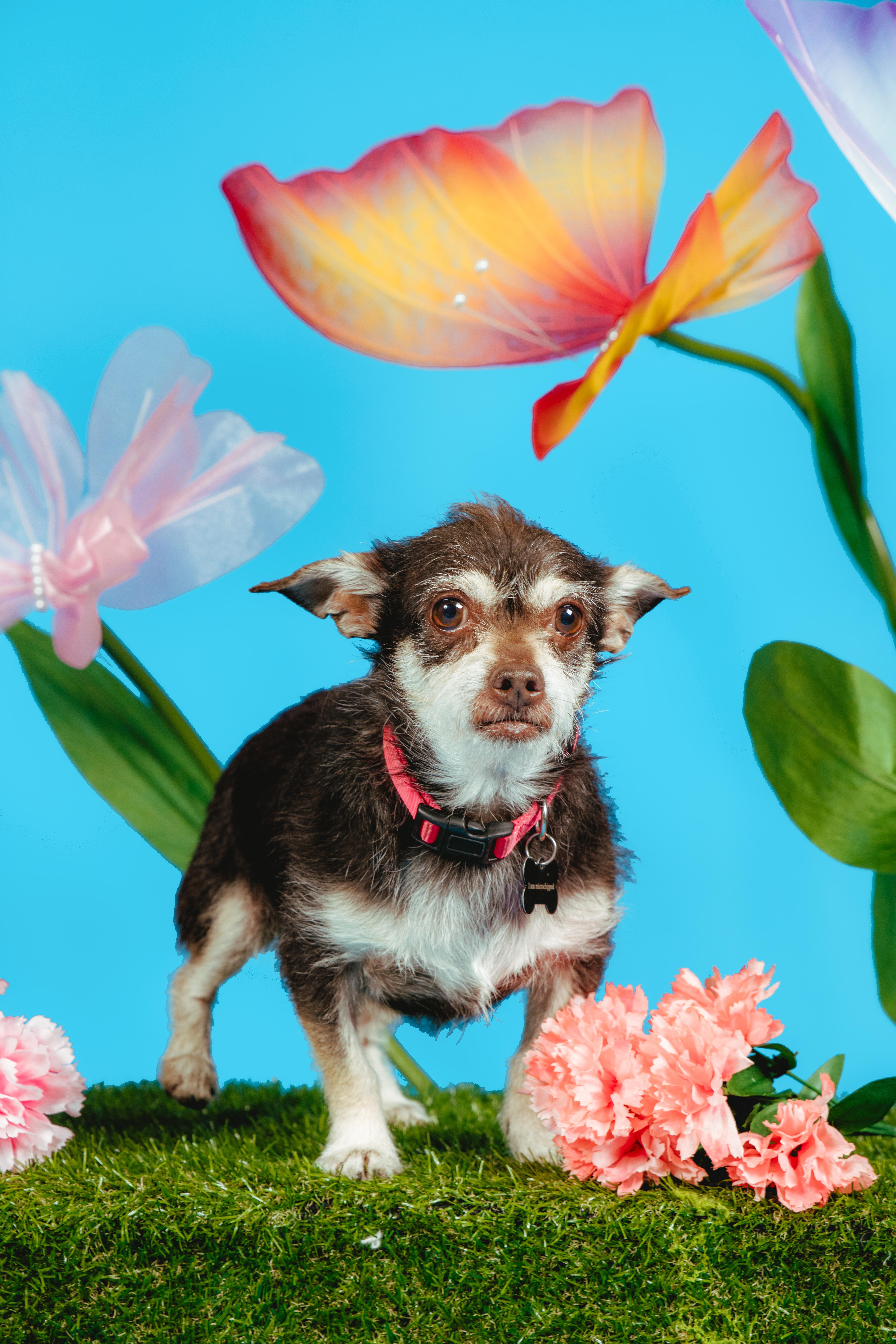 Enlarge Fierro, an adoptable mixed breed in West Hollywood, CA image 3/6