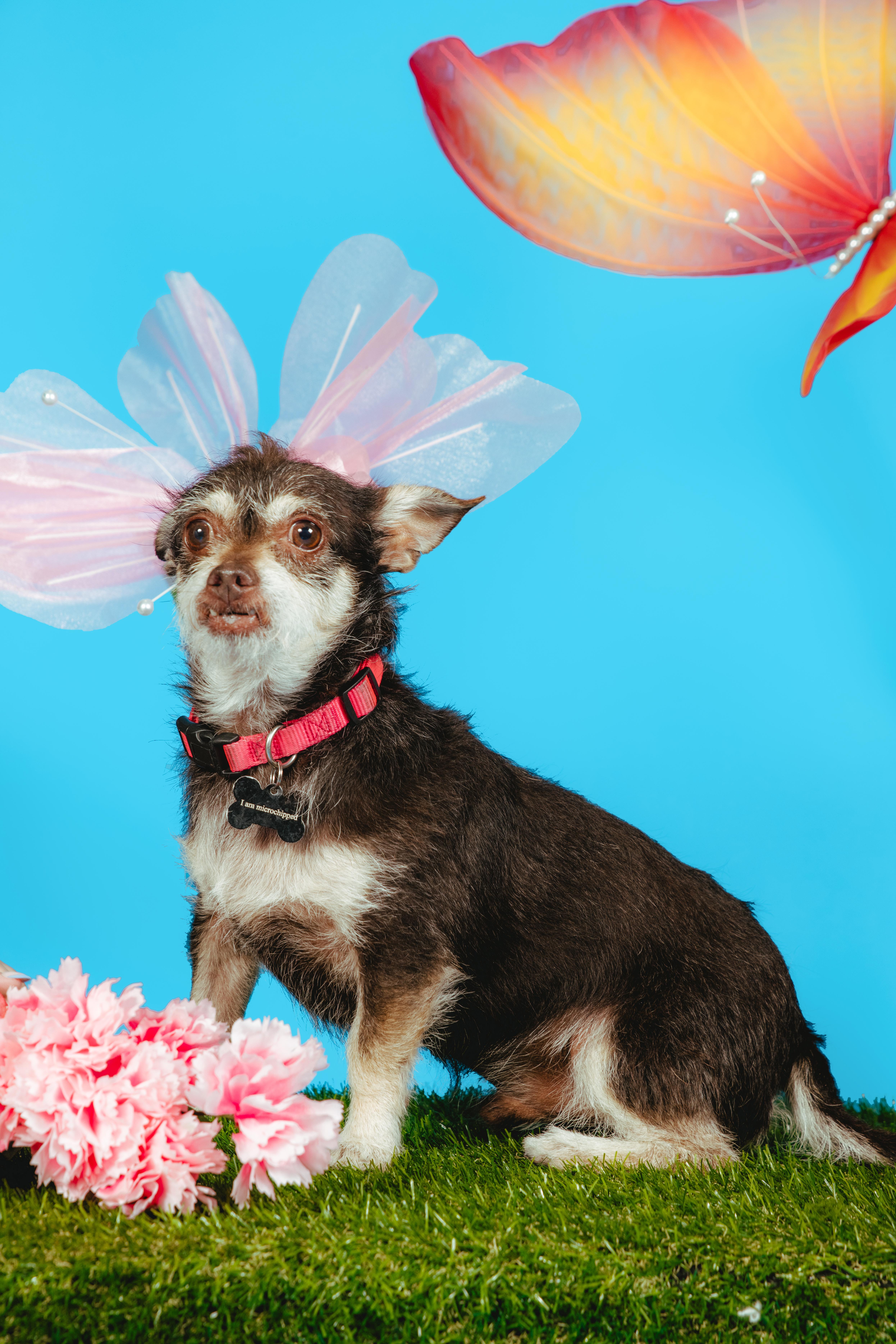 Enlarge Fierro, an adoptable mixed breed in West Hollywood, CA image 1/6