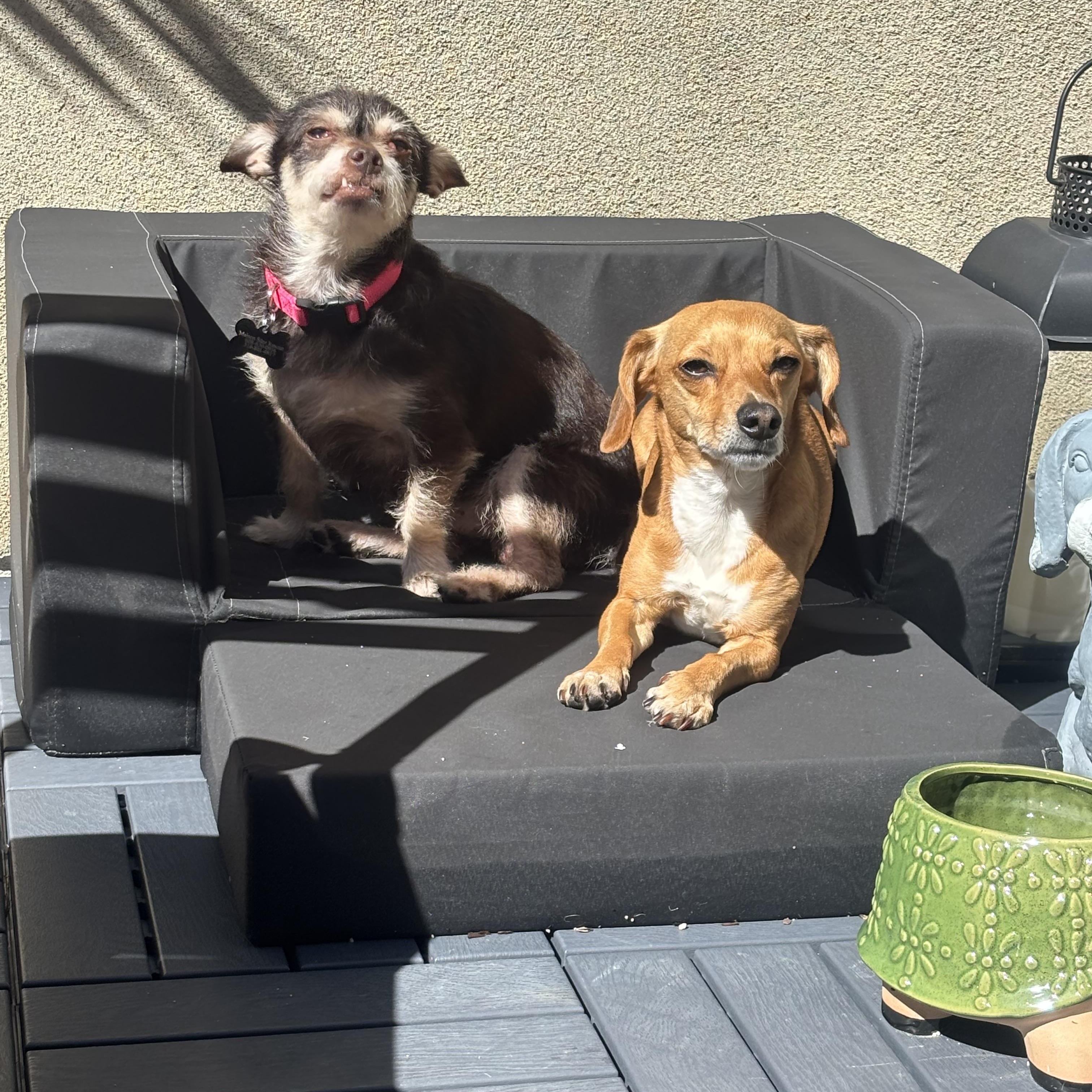 Enlarge Fierro, an adoptable mixed breed in West Hollywood, CA image 3/6