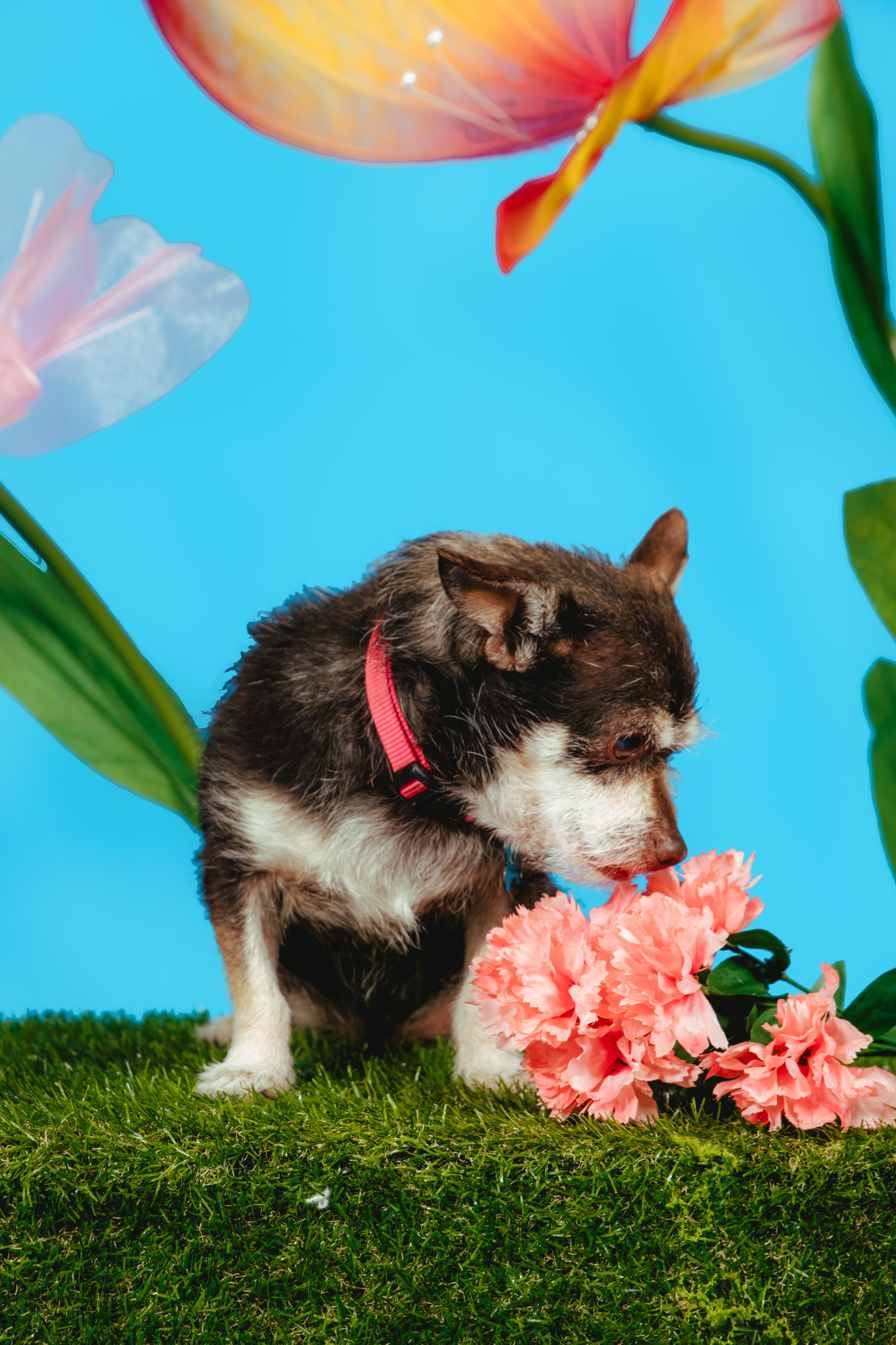 Enlarge Fierro, an adoptable mixed breed in West Hollywood, CA image 5/6