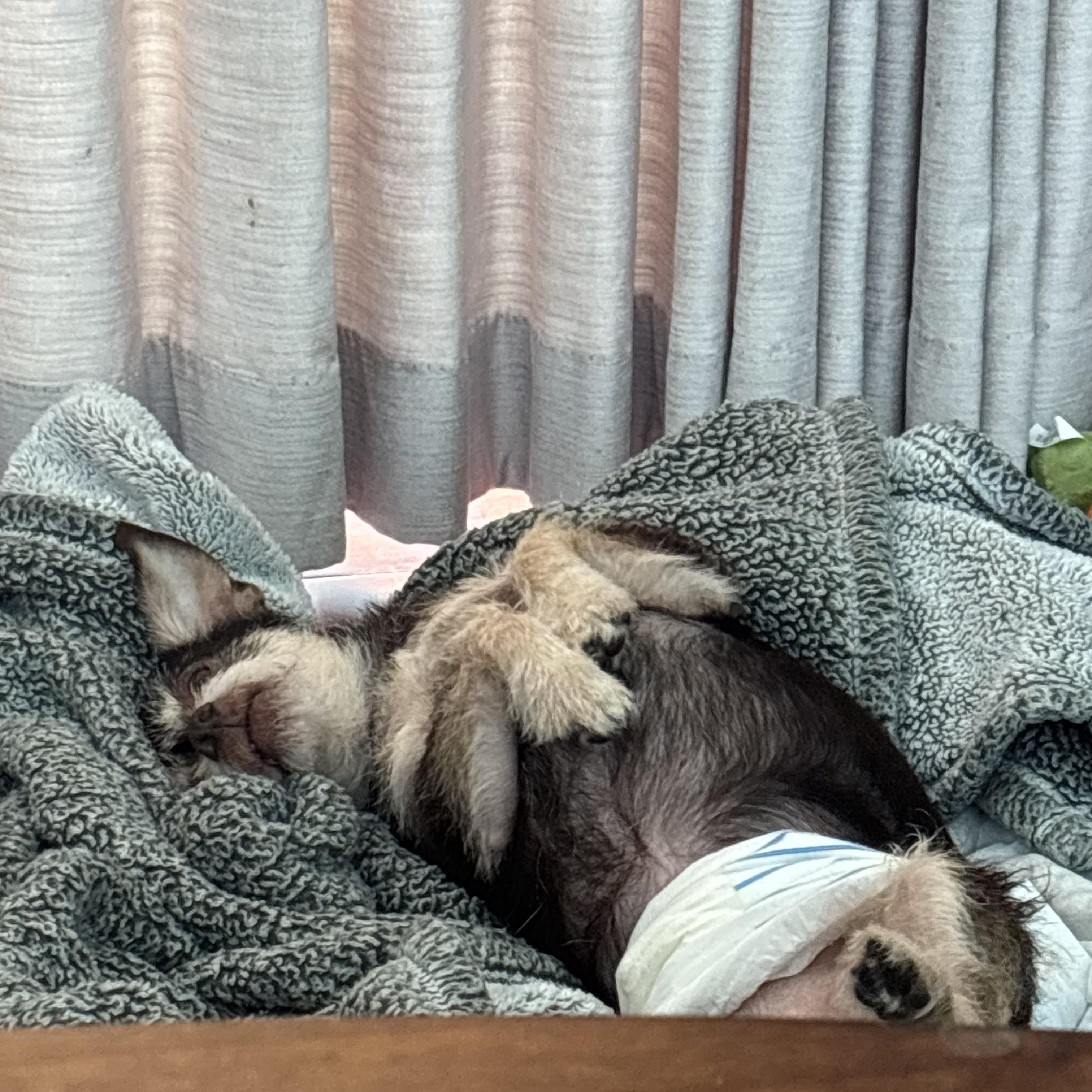 Enlarge Fierro, an adoptable mixed breed in West Hollywood, CA image 6/6