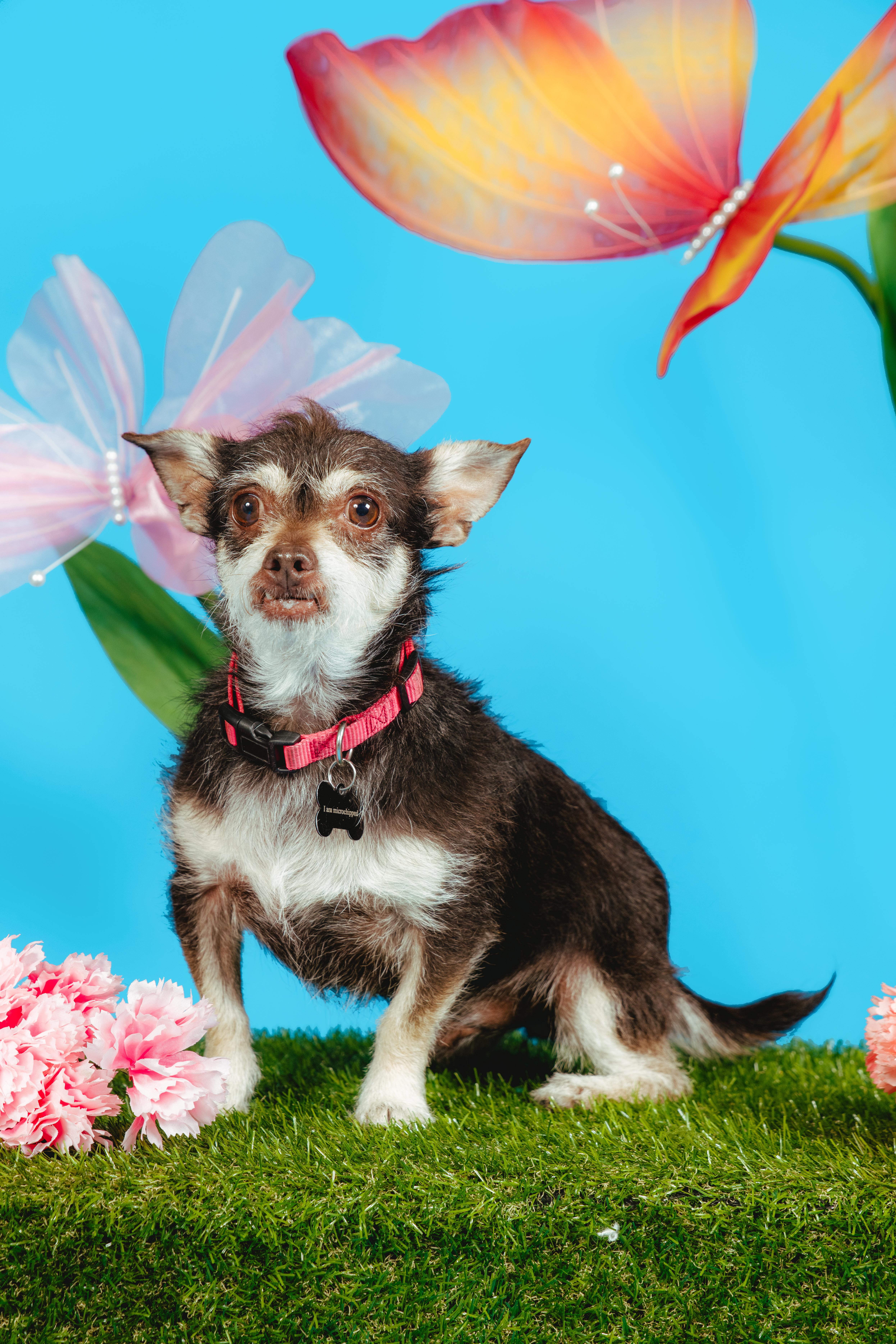 Enlarge Fierro, an adoptable mixed breed in West Hollywood, CA image 6/6