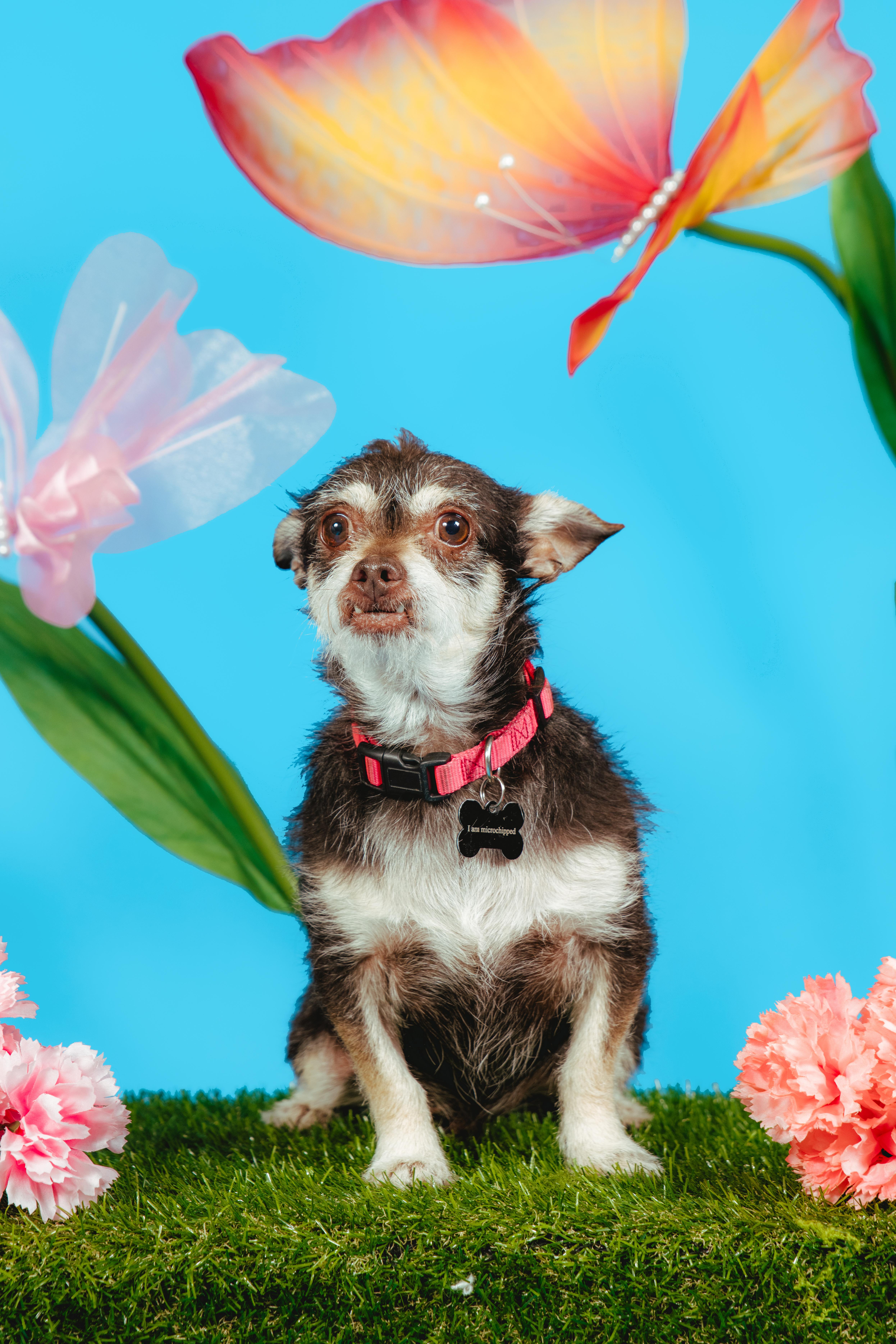 Enlarge Fierro, an adoptable mixed breed in West Hollywood, CA image 2/6