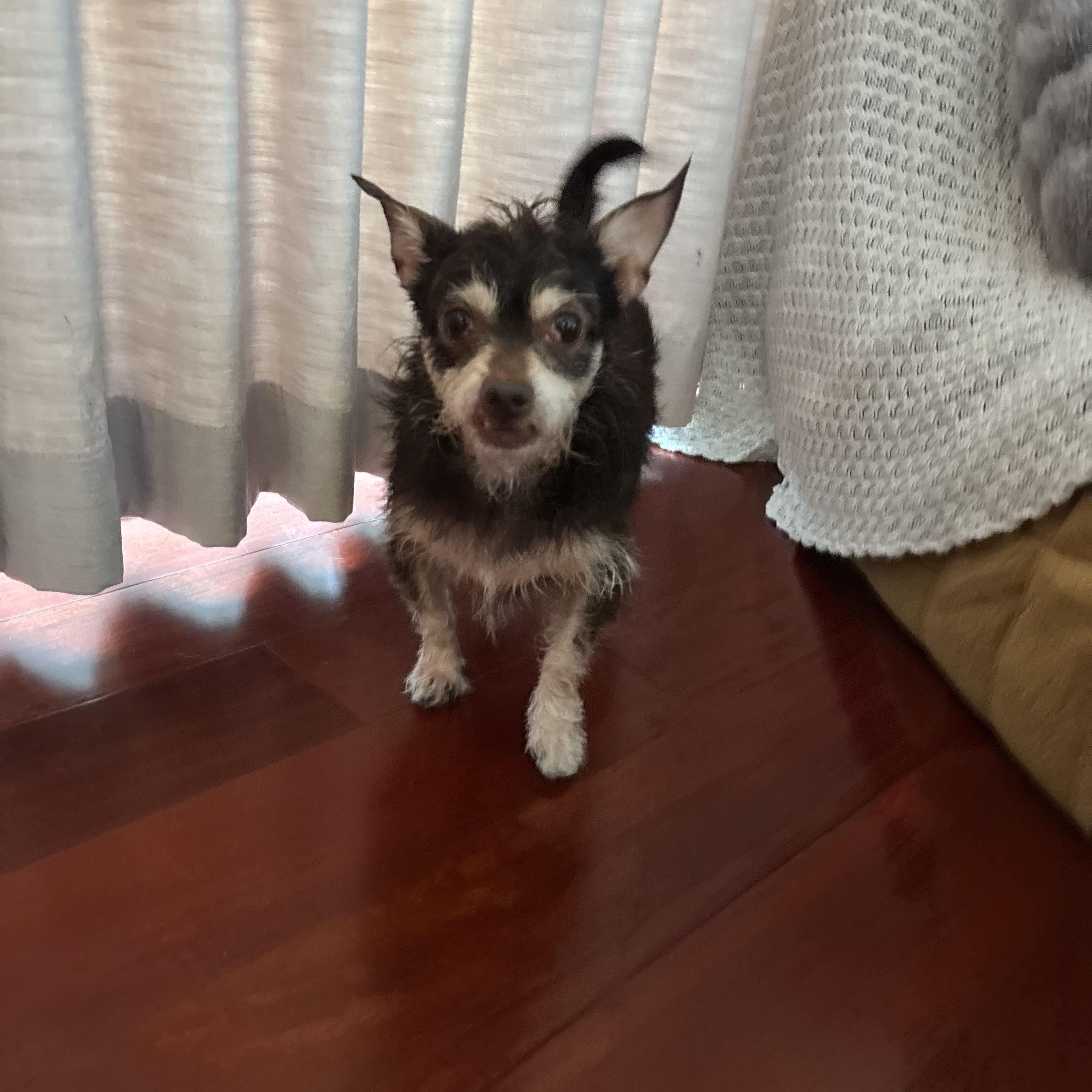 Enlarge Fierro, an adoptable mixed breed in West Hollywood, CA image 2/6