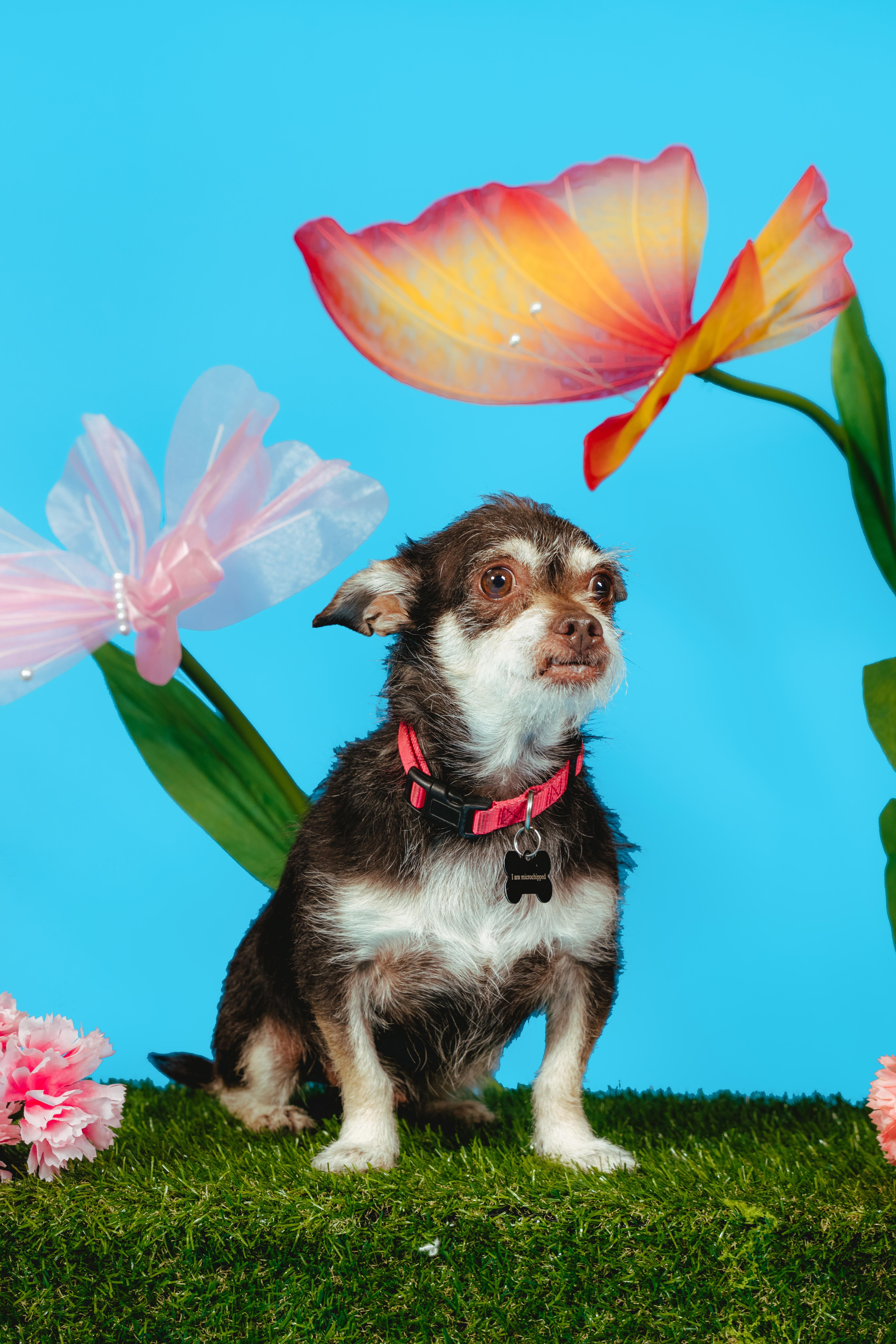 Enlarge Fierro, an adoptable mixed breed in West Hollywood, CA image 4/6
