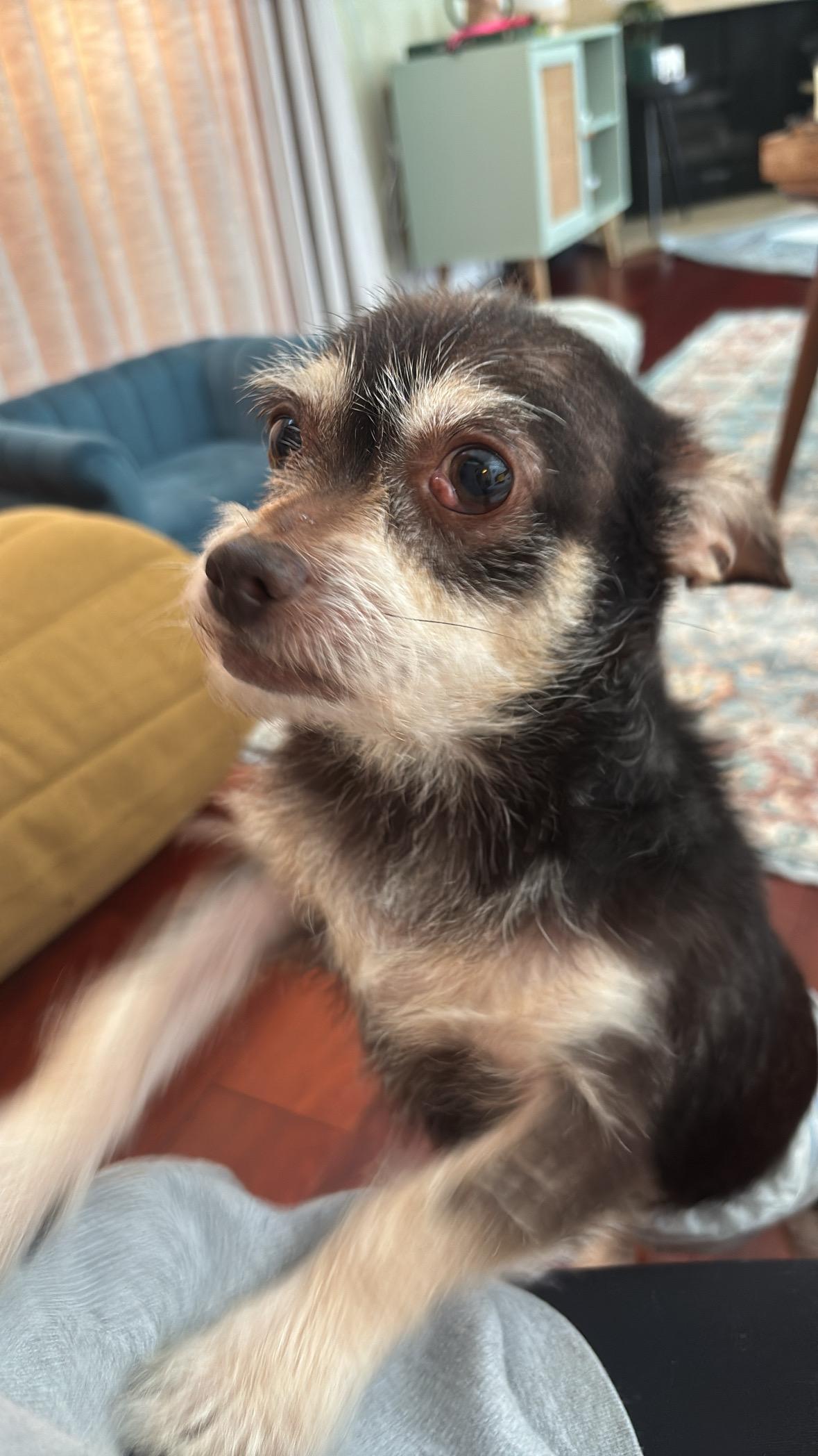 Enlarge Fierro, an adoptable mixed breed in West Hollywood, CA image 4/6