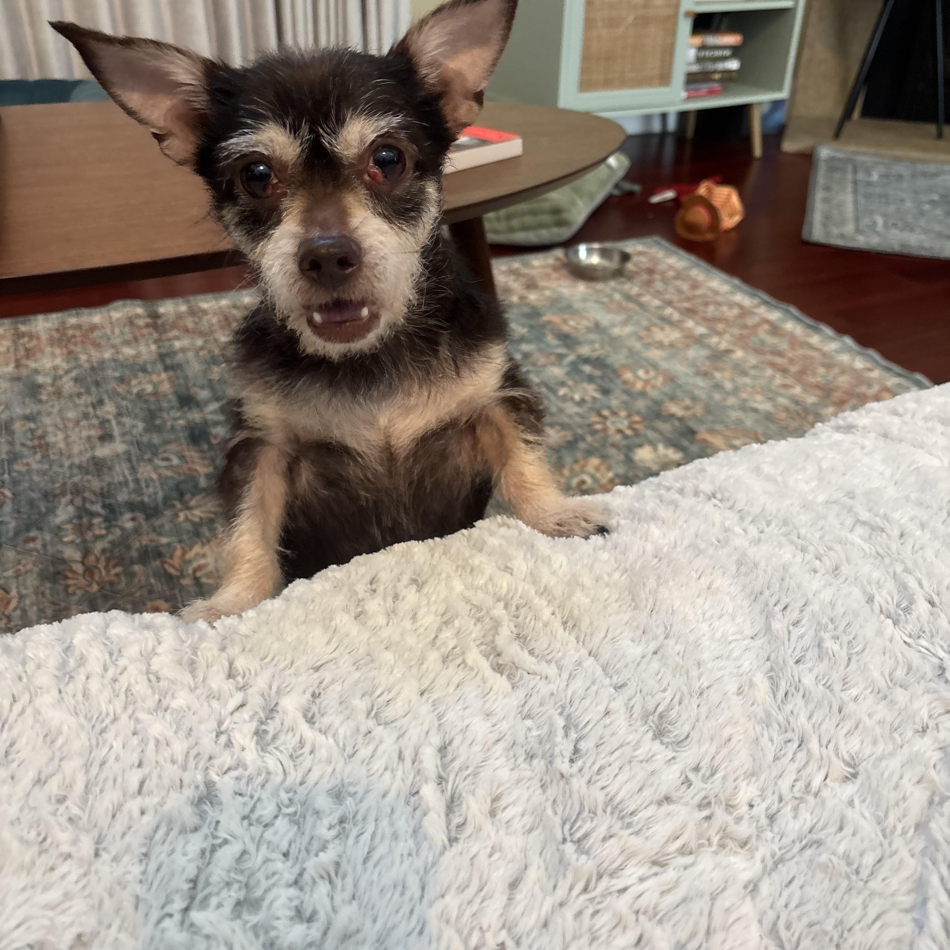 Enlarge Fierro, an adoptable mixed breed in West Hollywood, CA image 5/6