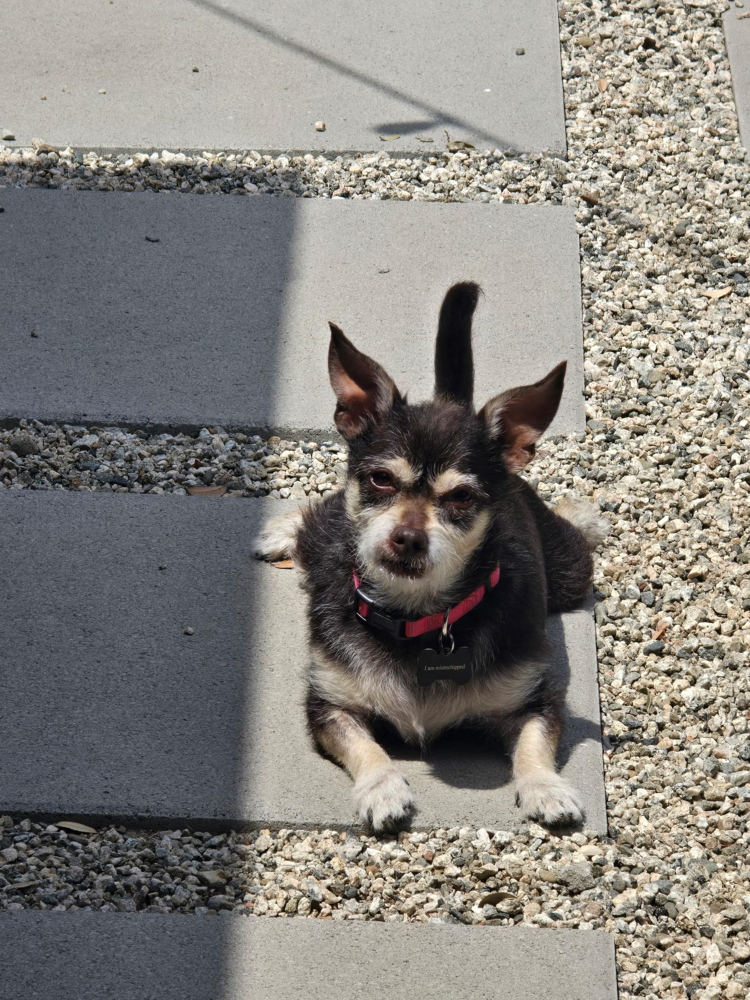 Fierro, adoptable, Adult Male Terrier.